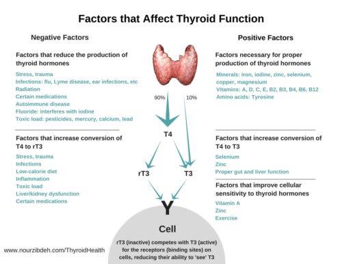 what are normal thyroid labs
