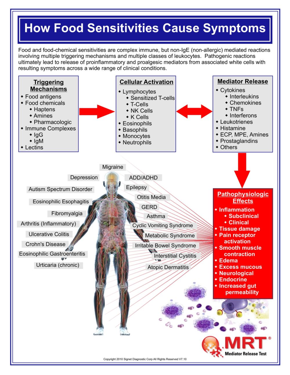 Food sensitivities. Allergic muscles sensitivity.