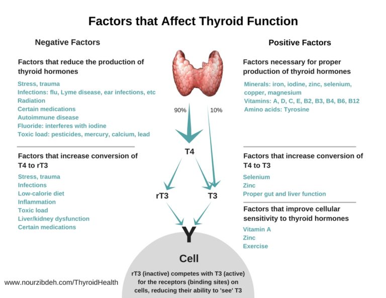 factors-that-affect-thyroid-function-nour-zibdeh