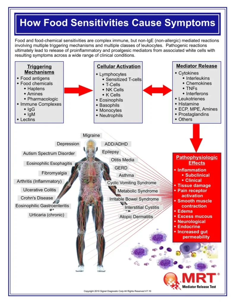 Chart showing how food sensitivities trigger immune cells to release mediators, linked to symptoms like migraine, IBS, GERD, fibromyalgia and eczema